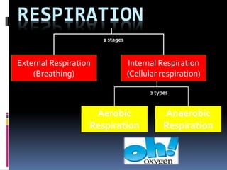 RESPIRATION
External Respiration
(Breathing)
Internal Respiration
(Cellular respiration)
Aerobic
Respiration
Anaerobic
Respiration
2 stages
2 types
 