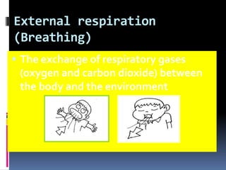 External respiration
(Breathing)
 The exchange of respiratory gases
(oxygen and carbon dioxide) between
the body and the environment
 