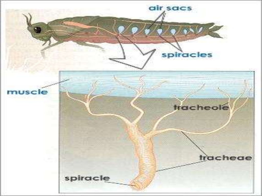 Respiration in Ak &general