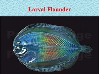 Larval Flounder
 