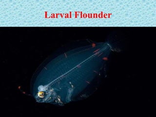Larval Flounder
 