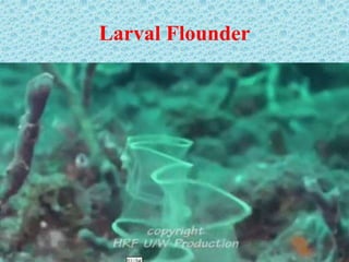 Larval Flounder
 