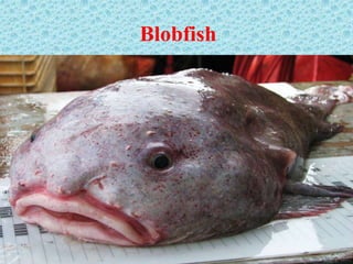 Blobfish
 