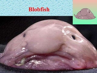 Blobfish
 