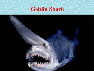 Goblin Shark
 