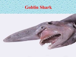 Goblin Shark
 