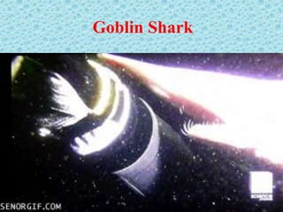 Goblin Shark
 