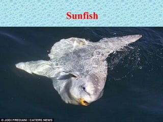 Sunfish
 