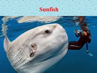 Sunfish
 