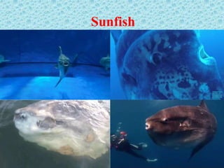 Sunfish
 