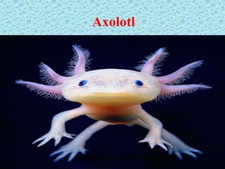 Axolotl
 