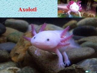Axolotl
 