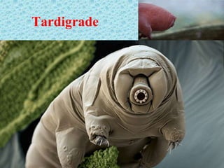 Tardigrade
 