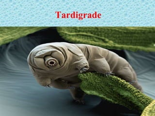 Tardigrade
 