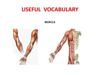 USEFUL VOCABULARY
MUSCLE
 
