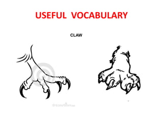 USEFUL VOCABULARY
CLAW
 