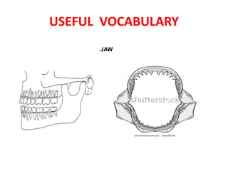 USEFUL VOCABULARY
JAW
 