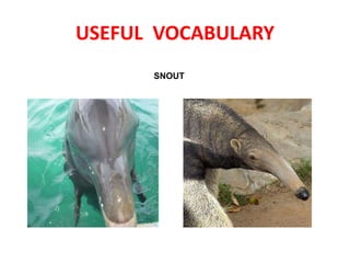 USEFUL VOCABULARY
SNOUT
 