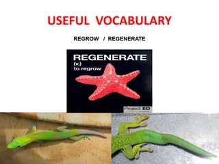 USEFUL VOCABULARY
REGROW / REGENERATE
 