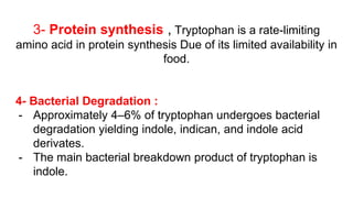 3- Protein synthesis , Tryptophan is a rate-limiting
amino acid in protein synthesis Due of its limited availability in
food.
4- Bacterial Degradation :
- Approximately 4–6% of tryptophan undergoes bacterial
degradation yielding indole, indican, and indole acid
derivates.
- The main bacterial breakdown product of tryptophan is
indole.
 