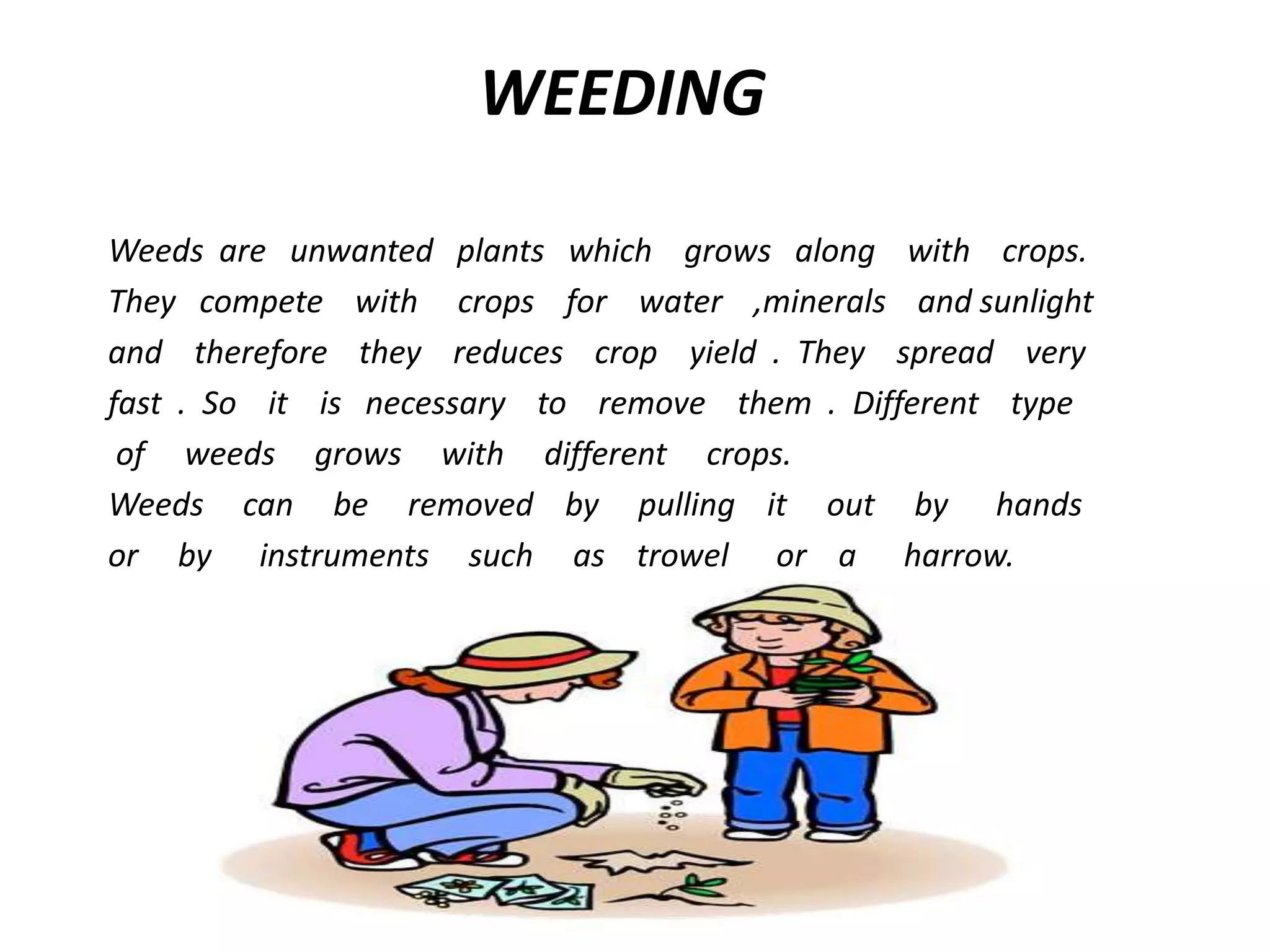 WEEDING
Weeds are unwanted plants which grows along with crops.
They compete with crops for water ,minerals and sunlight
and therefore they reduces crop yield . They spread very
fast . So it is necessary to remove them . Different type
of weeds grows with different crops.
Weeds can be removed by pulling it out by hands
or by instruments such as trowel or a harrow.
 
