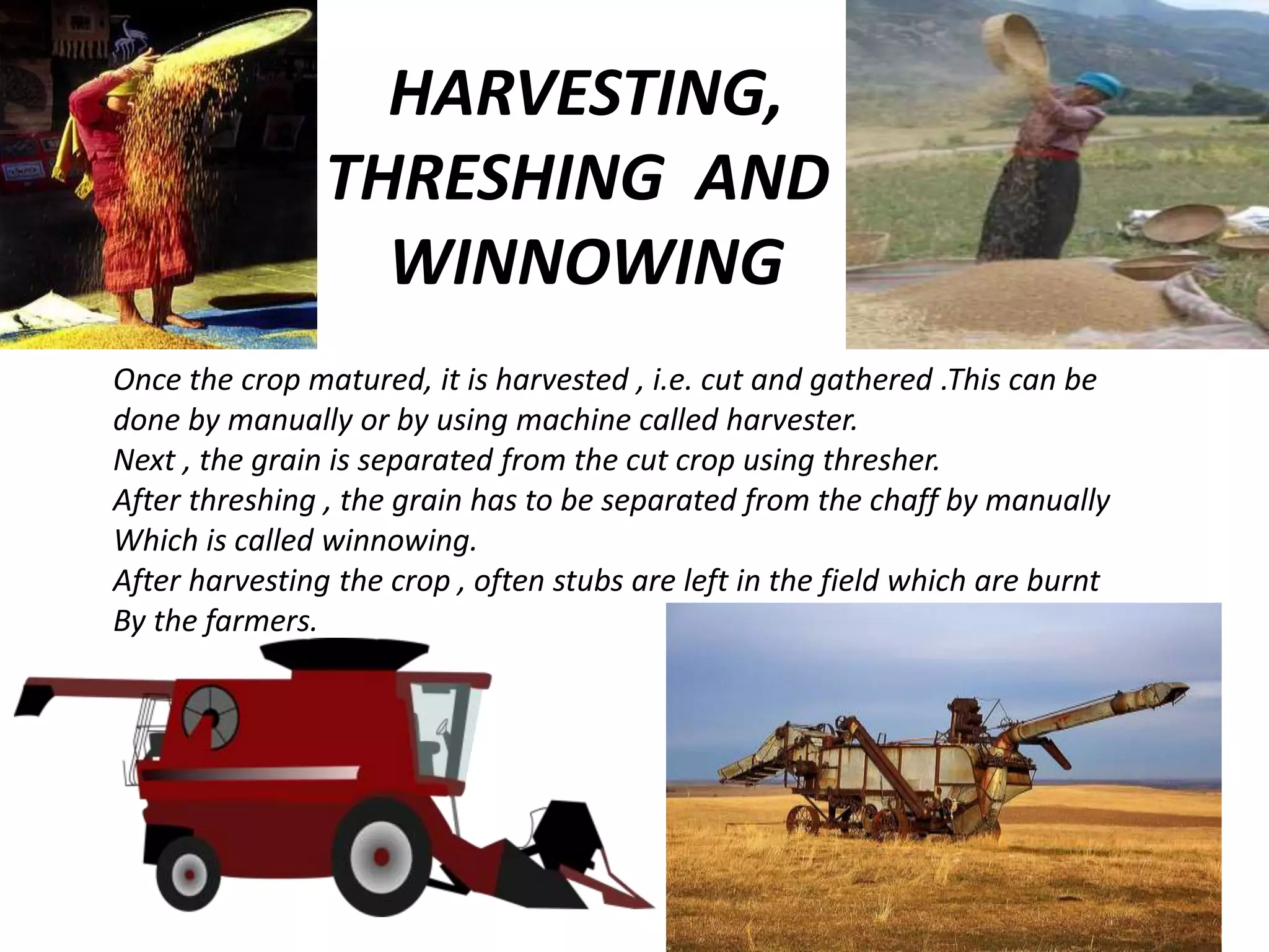 HARVESTING,
THRESHING AND
WINNOWING
Once the crop matured, it is harvested , i.e. cut and gathered .This can be
done by manually or by using machine called harvester.
Next , the grain is separated from the cut crop using thresher.
After threshing , the grain has to be separated from the chaff by manually
Which is called winnowing.
After harvesting the crop , often stubs are left in the field which are burnt
By the farmers.
 