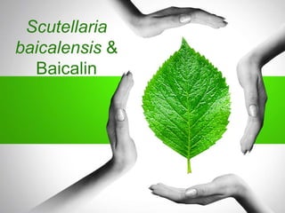 Scutellaria
baicalensis &
Baicalin
 