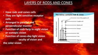 LAYERS OF RODS AND CONES
• Have rods and cones cells
• They are light sensitive receptor
cells
• Arranged in parallel and
perpendicular manner
• Function of rods-help in night vision
or scotopic vision
• Function of cones-day light vision
-acuity of vision and
the color vision
 