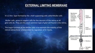 EXTERNAL LIMITING MEMBRANE
It is a thin layer formed by the chief supporting cells called Muller cells
Muller cells serve as support cells for the neurons of the retina as all
glial cells do. They are the most common type of glial cell found in the retina.
The major function of the Müller cells is to maintain the stability of the
retinal extracellular environment by regulation of K+ levels,
 