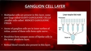 GANGLION CELL LAYER
• Multipolar cells are present in this layer, some
arer large called GIANT GANGLIONIC CELLS
,smaller cells called MIDGET GANGLIONIC
CELLS.
• Axons of ganglion cells are in inner surface of
retina ,axons of these cells form optic nerve .
• Dendrites form synapse axons of bipolar cells in
the inner plexiform layer.
• Retinal blood vessels also present in this layer.
 