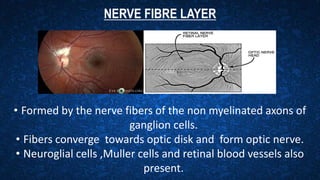 NERVE FIBRE LAYER
• Formed by the nerve fibers of the non myelinated axons of
ganglion cells.
• Fibers converge towards optic disk and form optic nerve.
• Neuroglial cells ,Muller cells and retinal blood vessels also
present.
 