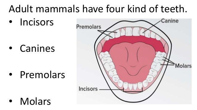dentition