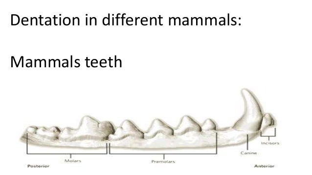 Dentition diagram of horses teeth 