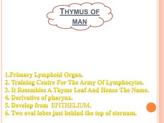 THYMUS OF
MAN
 