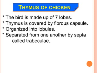 THYMUS OF CHICKEN
* The bird is made up of 7 lobes.
* Thymus is covered by fibrous capsule.
* Organized into lobules.
* Separated from one another by septa
called trabeculae.
 