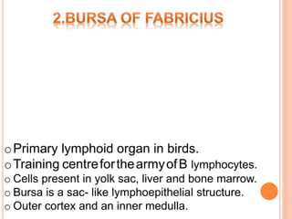 oPrimary lymphoid organ in birds.
oTraining centreforthearmyofB lymphocytes.
o Cells present in yolk sac, liver and bone marrow.
o Bursa is a sac- like lymphoepithelial structure.
o Outer cortex and an inner medulla.
 