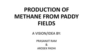 PRODUCTION OF
METHANE FROM PADDY
FIELDS
A VISION/IDEA BY:
PRASANJIT RAM
&
AROSEK PADHI
 