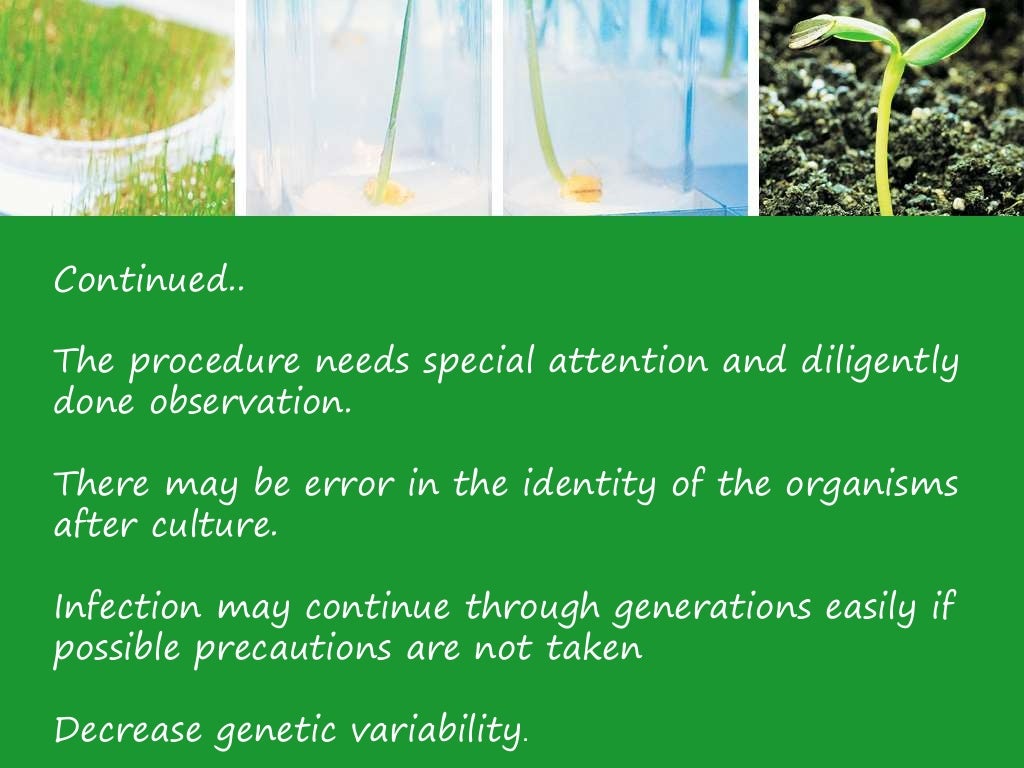 Plant tissue culture,its methods, advantages,disadvantages and applic…