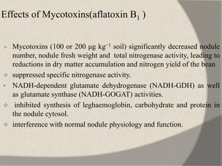 Effects of Mycotoxins(aflatoxin B1 )
 Mycotoxins (100 or 200 μg kg−1 soil) significantly decreased nodule
number, nodule fresh weight and total nitrogenase activity, leading to
reductions in dry matter accumulation and nitrogen yield of the bean
 suppressed specific nitrogenase activity.
 NADH-dependent glutamate dehydrogenase (NADH-GDH) as well
as glutamate synthase (NADH-GOGAT) activities.
 inhibited synthesis of leghaemoglobin, carbohydrate and protein in
the nodule cytosol.
 interference with normal nodule physiology and function.
 