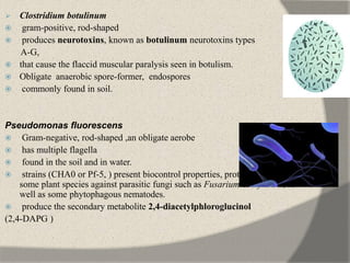 Clostridium botulinum
 gram-positive, rod-shaped
 produces neurotoxins, known as botulinum neurotoxins types
A-G,
 that cause the flaccid muscular paralysis seen in botulism.
 Obligate anaerobic spore-former, endospores
 commonly found in soil.
Pseudomonas fluorescens
 Gram-negative, rod-shaped ,an obligate aerobe
 has multiple flagella
 found in the soil and in water.
 strains (CHA0 or Pf-5, ) present biocontrol properties, protecting the roots of
some plant species against parasitic fungi such as Fusarium or Pythium, as
well as some phytophagous nematodes.
 produce the secondary metabolite 2,4-diacetylphloroglucinol
(2,4-DAPG )
 