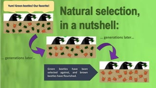 Green beetles have been
selected against, and brown
beetles have flourished.
… generations later…
… generations later…
Yum! Green beetles! Our favorite!
Natural selection,
in a nutshell: