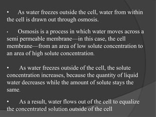 • As water freezes outside the cell, water from within
the cell is drawn out through osmosis.
• Osmosis is a process in which water moves across a
semi permeable membrane—in this case, the cell
membrane—from an area of low solute concentration to
an area of high solute concentration.
• As water freezes outside of the cell, the solute
concentration increases, because the quantity of liquid
water decreases while the amount of solute stays the
same.
• As a result, water flows out of the cell to equalize
the concentrated solution outside of the cell
 