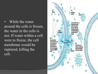 • While the water
around the cells is frozen,
the water in the cells is
not. If water within a cell
were to freeze, the cell
membrane would be
ruptured, killing the
cell.
 