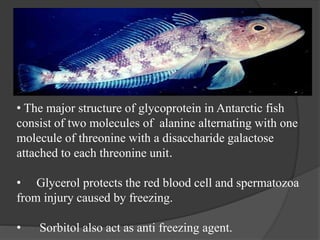 • The major structure of glycoprotein in Antarctic fish
consist of two molecules of alanine alternating with one
molecule of threonine with a disaccharide galactose
attached to each threonine unit.
• Glycerol protects the red blood cell and spermatozoa
from injury caused by freezing.
• Sorbitol also act as anti freezing agent.
 
