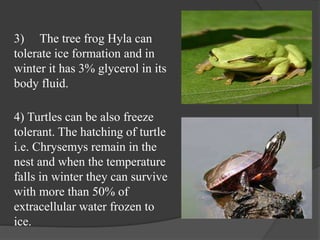 3) The tree frog Hyla can
tolerate ice formation and in
winter it has 3% glycerol in its
body fluid.
4) Turtles can be also freeze
tolerant. The hatching of turtle
i.e. Chrysemys remain in the
nest and when the temperature
falls in winter they can survive
with more than 50% of
extracellular water frozen to
ice.
 