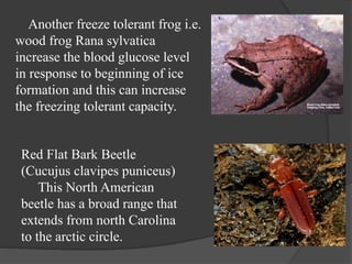 Another freeze tolerant frog i.e.
wood frog Rana sylvatica
increase the blood glucose level
in response to beginning of ice
formation and this can increase
the freezing tolerant capacity.
Red Flat Bark Beetle
(Cucujus clavipes puniceus)
This North American
beetle has a broad range that
extends from north Carolina
to the arctic circle.
 