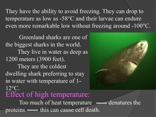 Effect of high temperature:
Too much of heat temperature denatures the
proteins this can cause cell death.
They have the ability to avoid freezing. They can drop to
temperature as low as -58°C and their larvae can endure
even more remarkable low without freezing around -100°C.
Greenland sharks are one of
the biggest sharks in the world.
They live in water as deep as
1200 meters (3900 feet).
They are the coldest
dwelling shark preferring to stay
in water with temperature of 1-
12°C.
 