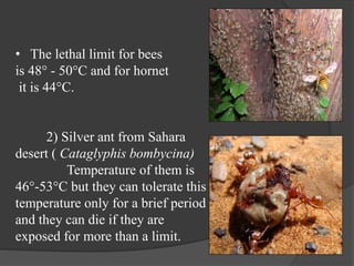 • The lethal limit for bees
is 48° - 50°C and for hornet
it is 44°C.
2) Silver ant from Sahara
desert ( Cataglyphis bombycina)
Temperature of them is
46°-53°C but they can tolerate this
temperature only for a brief period
and they can die if they are
exposed for more than a limit.
 