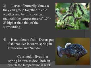 3) Larva of butterfly Vanessa
they can group together in cold
weather and by this they can
maintain the temperature of 1.5° -
2° higher than that of the
surrounding.
4) Heat tolerant fish – Desert pup
fish that live in warm spring in
California and Niveda .
Cyprinodon lives in a
spring known as devil hole in
which the temperature is 40°C
 