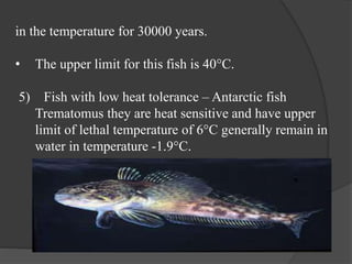 in the temperature for 30000 years.
• The upper limit for this fish is 40°C.
5) Fish with low heat tolerance – Antarctic fish
Trematomus they are heat sensitive and have upper
limit of lethal temperature of 6°C generally remain in
water in temperature -1.9°C.
 